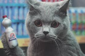 Chat